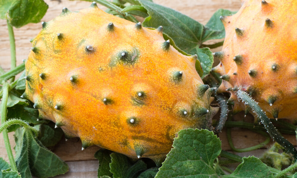 Zrelé plody kiwano s rohovitou oranžovou šupkou na rastline