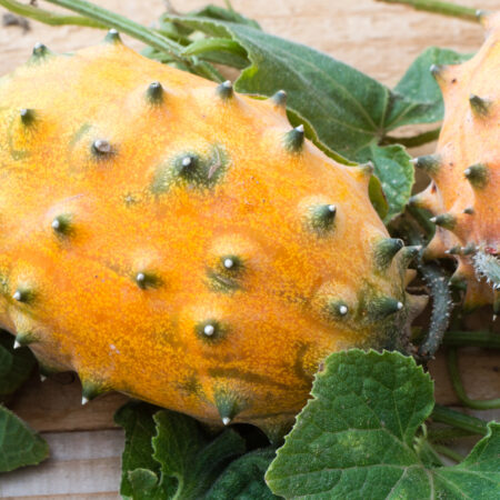 Zrelé plody kiwano s rohovitou oranžovou šupkou na rastline