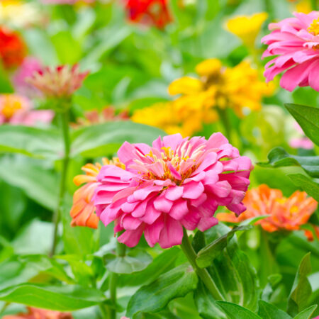 Farebné cínie ako kvety zo semien kvitnúce v záhone počas leta