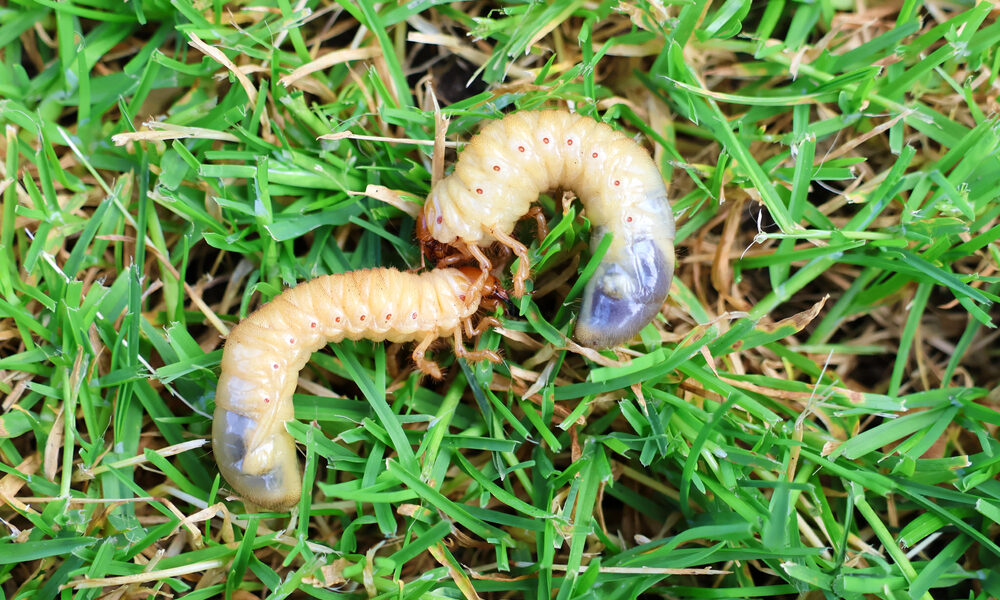 Larvy v trávniku detail – biele larvy chrústov požierajúce korene trávy