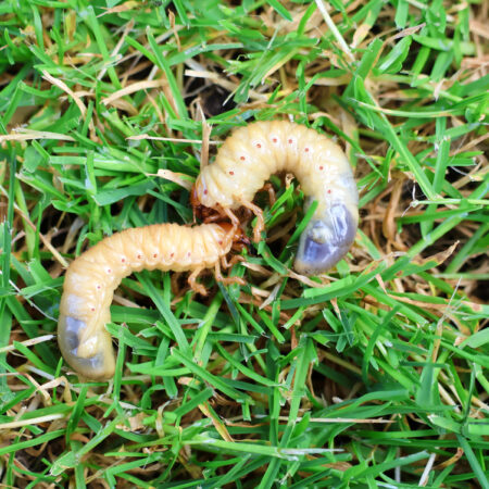 Larvy v trávniku detail – biele larvy chrústov požierajúce korene trávy