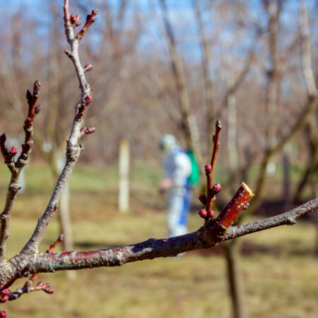 Marcové ošetrenie stromov a rastlín krok za krokom: zistite, čo urobiť na jar, aby bola vaša záhrada zdravá a úroda bohatá.