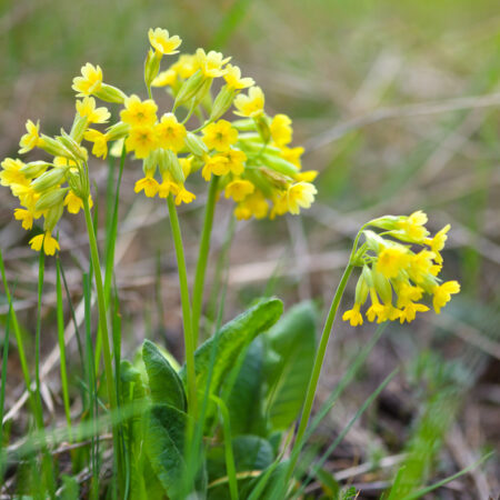 Prvosienka jarná kvitnúca na lúke počas jari so žltými kvetmi