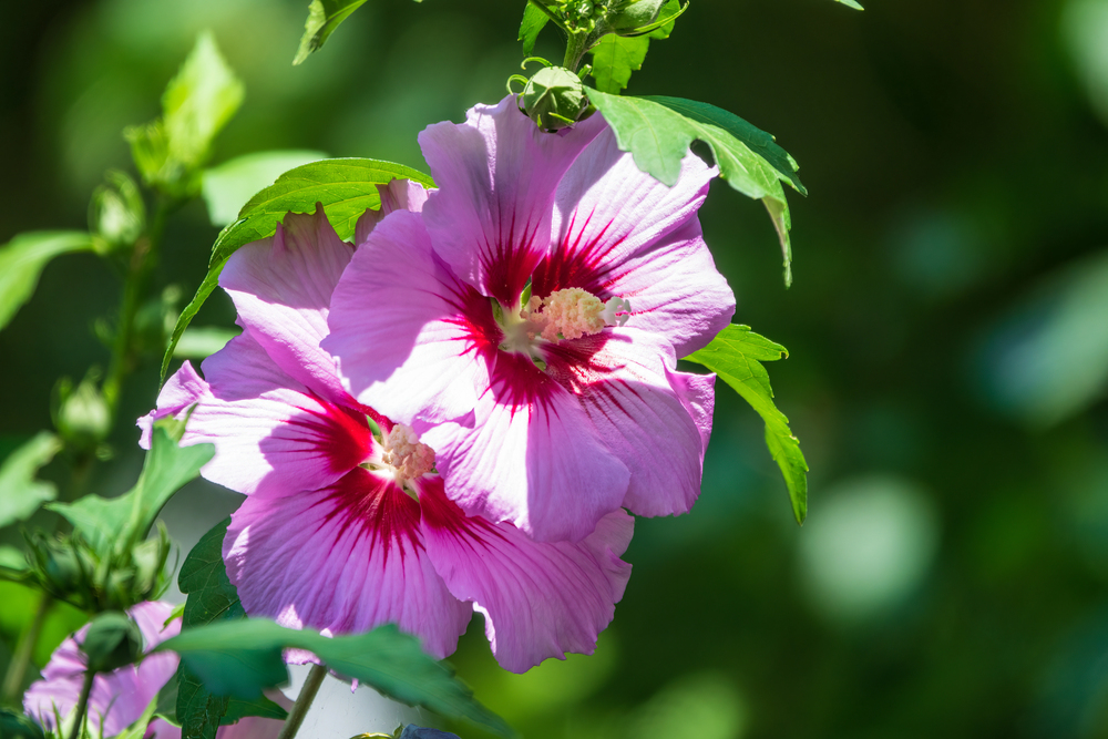 Rastliny do vlhkej pôdy – kvitnúci slez ružový (Hibiscus moscheutos) vhodný do mokrých záhonov