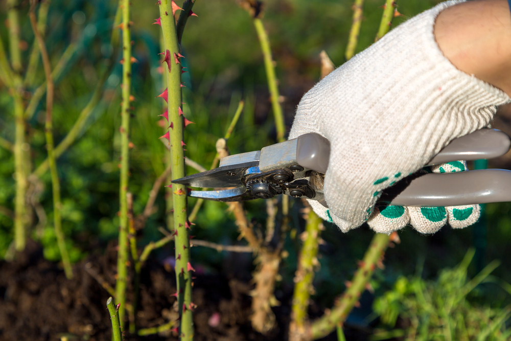 Strihanie ruží v záhrade rukavicami a nožnicami – správna technika rezu ruží