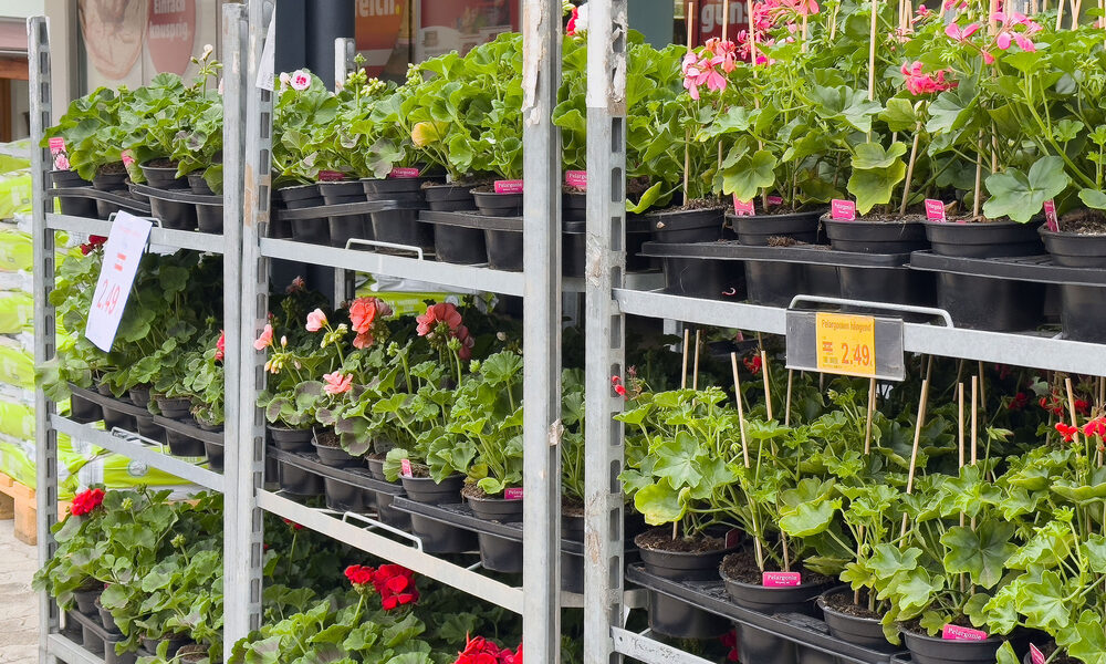 muškáty v záhradnom centre pripravené na predaj ako výber ako vybrať muškáty