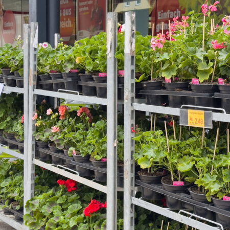 muškáty v záhradnom centre pripravené na predaj ako výber ako vybrať muškáty