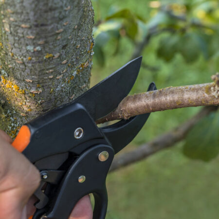 Aprílový rez stromov nožnicami – odstraňovanie mladých konárov pre presvetlenie koruny