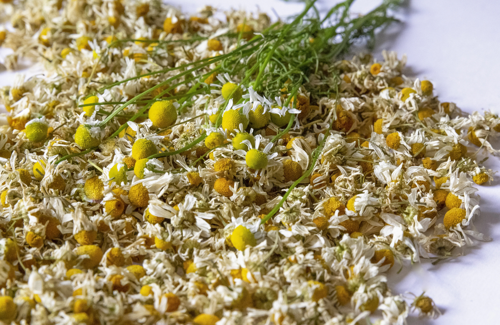 harmanček bylinky na otravu trávenie čaj sušené kvety