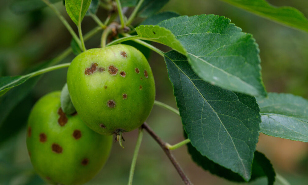 jablká napadnuté chorobou chrastavitosť s tmavými škvrnami na plodoch