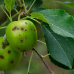 jablká napadnuté chorobou chrastavitosť s tmavými škvrnami na plodoch