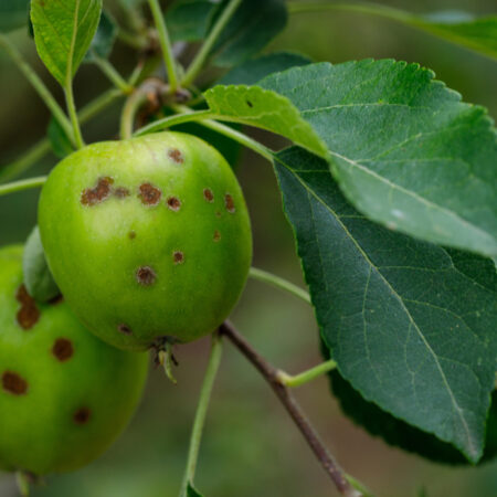 jablká napadnuté chorobou chrastavitosť s tmavými škvrnami na plodoch