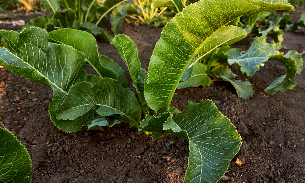 chren dedinský rast v záhrade zelené listy pestovanie chrenu