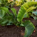 chren dedinský rast v záhrade zelené listy pestovanie chrenu