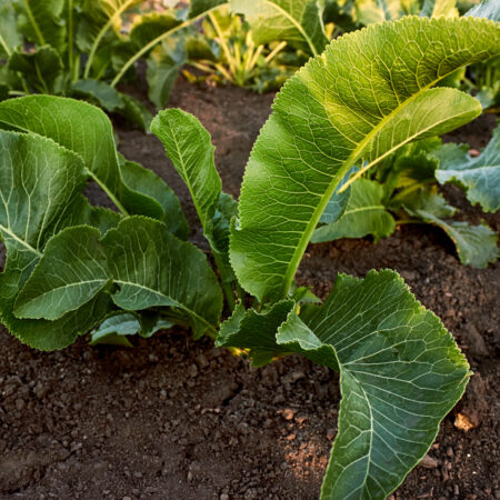 chren dedinský rast v záhrade zelené listy pestovanie chrenu