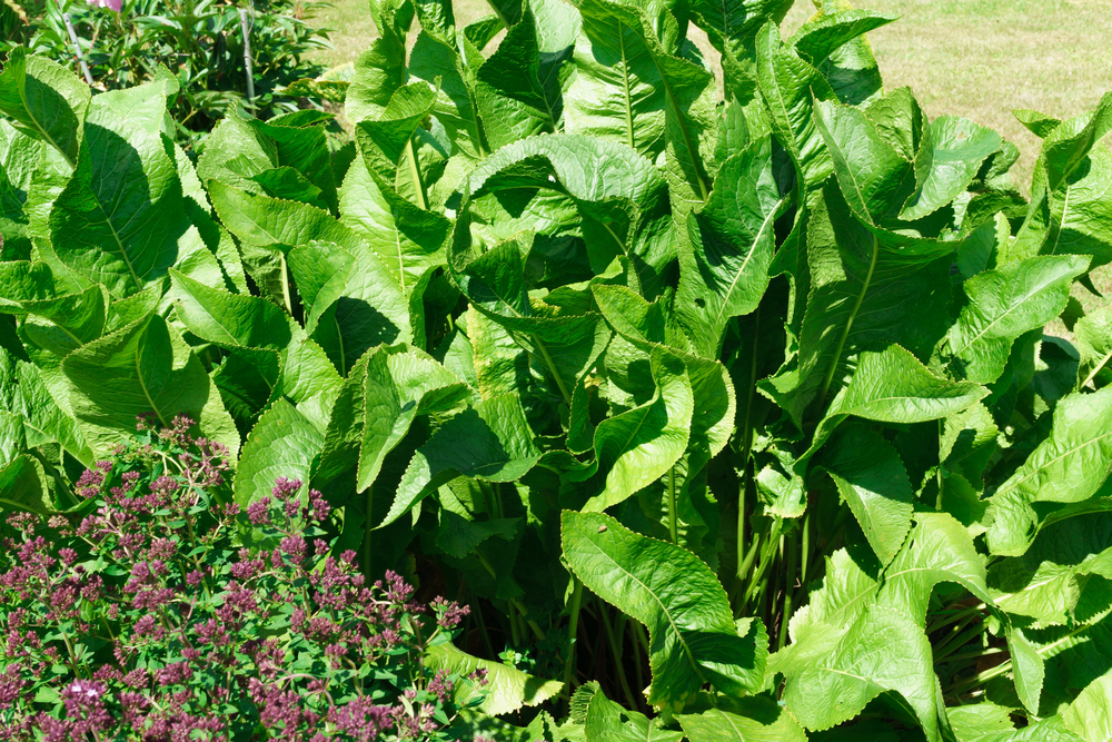 chren dedinský hustý porast záhrada pestovanie tradičná zelenina