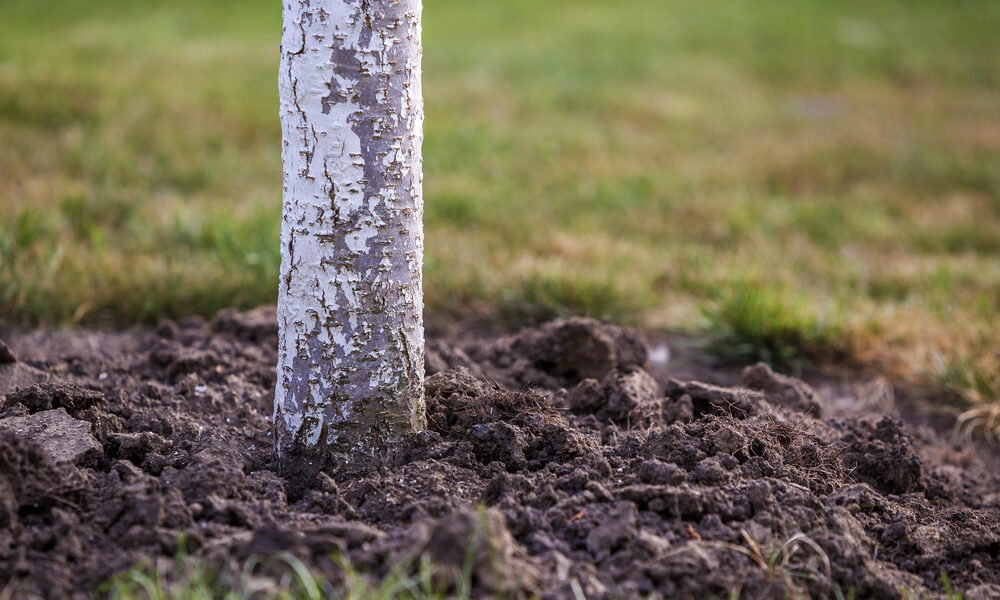 Hnojenie ovocných stromov okolo kmeňa pre lepší rast a úrodu