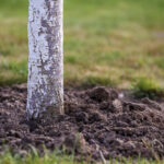 Hnojenie ovocných stromov okolo kmeňa pre lepší rast a úrodu