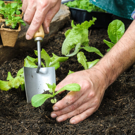 sadenie šalátu do záhonu ruky záhradkára výsadba sadeníc šalátu pestovanie zeleniny, odpoveď na otázku kedy siať šalát