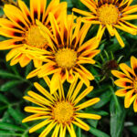 Gazánia ako letničky na slnečný balkón so žltými kvetmi odolnými voči suchu