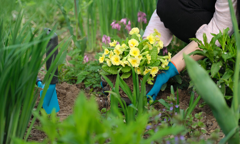 májové práce výsadba kvetov záhrada ruky sadenie rastlín pôda