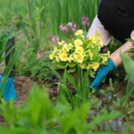 májové práce výsadba kvetov záhrada ruky sadenie rastlín pôda