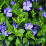 Zimozeleň menšia kvitnúca ako pôdopokryvná náhrady trávnika do tieňa