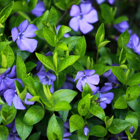 Zimozeleň menšia kvitnúca ako pôdopokryvná náhrady trávnika do tieňa