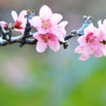 Rozkvitnuté kvety broskyne na konári počas jari – citlivé obdobie vyžadujúce ochrana pred ochladením