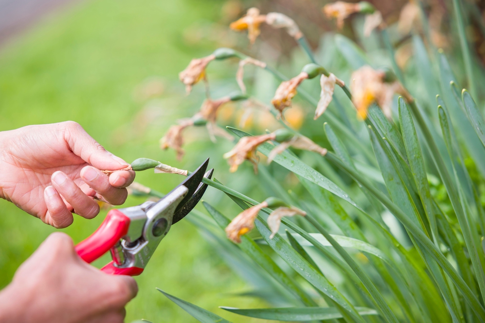 odkvitnuté narcisy strihanie kvetu záhradnými nožnicami