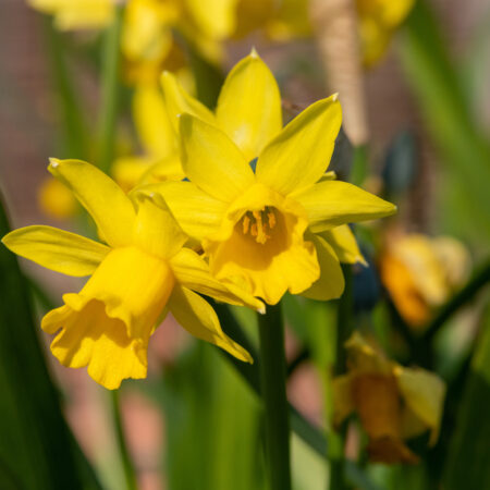 Odkvitnuté narcisy: žlté narcisy kvitnutie jarné kvety záhrada