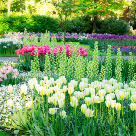 farebná okrasná záhrada tulipány jarné kvety záhon dizajn záhrady