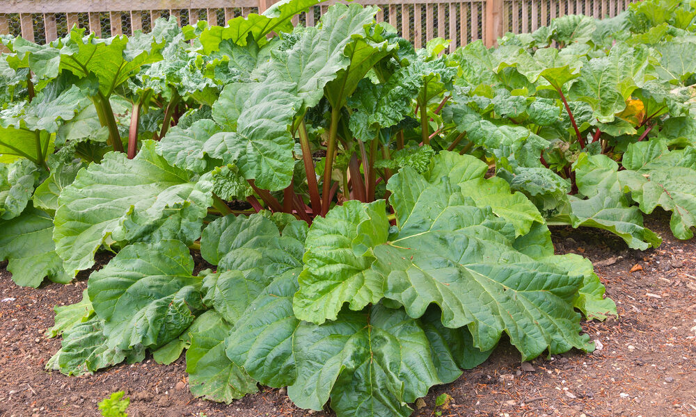 Veľká rastlina rebarbory v záhrade – ukážka ako vyzerá pestovanie rebarbory na jednom stanovišti