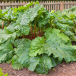 Veľká rastlina rebarbory v záhrade – ukážka ako vyzerá pestovanie rebarbory na jednom stanovišti