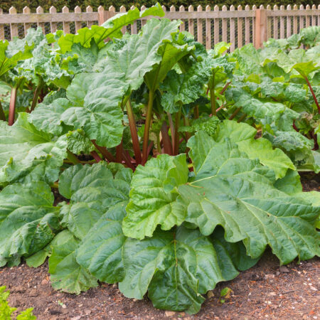 Veľká rastlina rebarbory v záhrade – ukážka ako vyzerá pestovanie rebarbory na jednom stanovišti