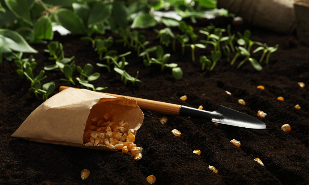 Kvalitná pôda pre pestovanie zeleniny sa prejaví na bohatej a zdravej úrode