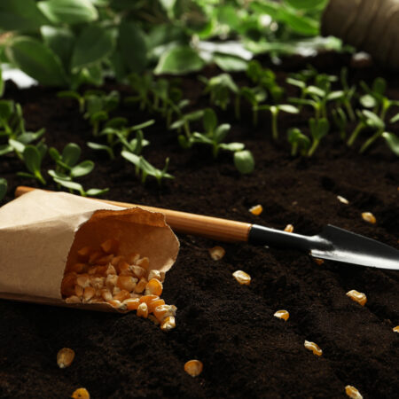 Kvalitná pôda pre pestovanie zeleniny sa prejaví na bohatej a zdravej úrode