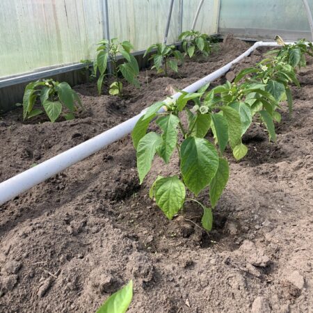 Mladé papriky v skleníku vysadené v pôde s dôrazom na prevenciu proti škodcom