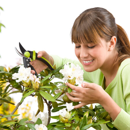 rez rododendronov strihanie kvetov záhradné nožnice starostlivosť