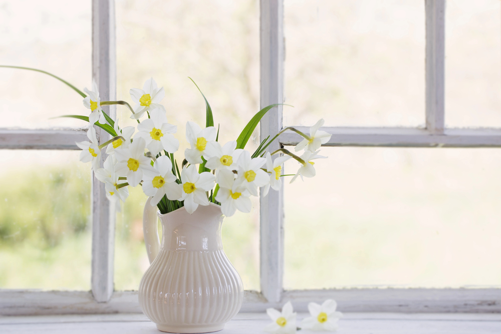 rezané kvety narcisy vo váze na okne v interiéri