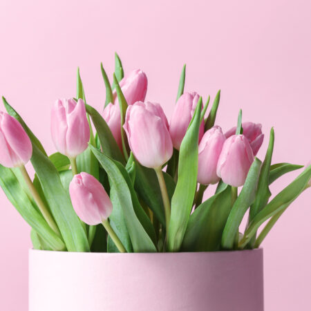 rezné kvety ružové tulipány vo váze na pastelovom pozadí