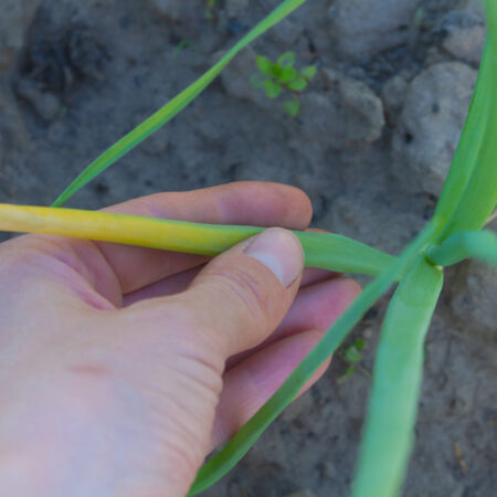 Škodca cibule. Poškodená cibuľa napadnutá škodcom cibule – žltnúca a deformovaná vňať