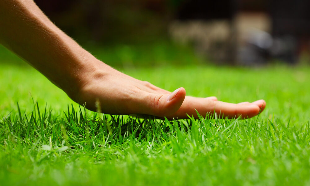 Kvalitná starostlivosť o trávnik na jar sa prejaví už po niekoľkých týždňoch.