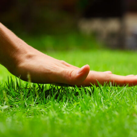 Kvalitná starostlivosť o trávnik na jar sa prejaví už po niekoľkých týždňoch.