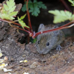 Hraboš v záhrade pri koreňoch rastlín ako škodca a trik na hraboše