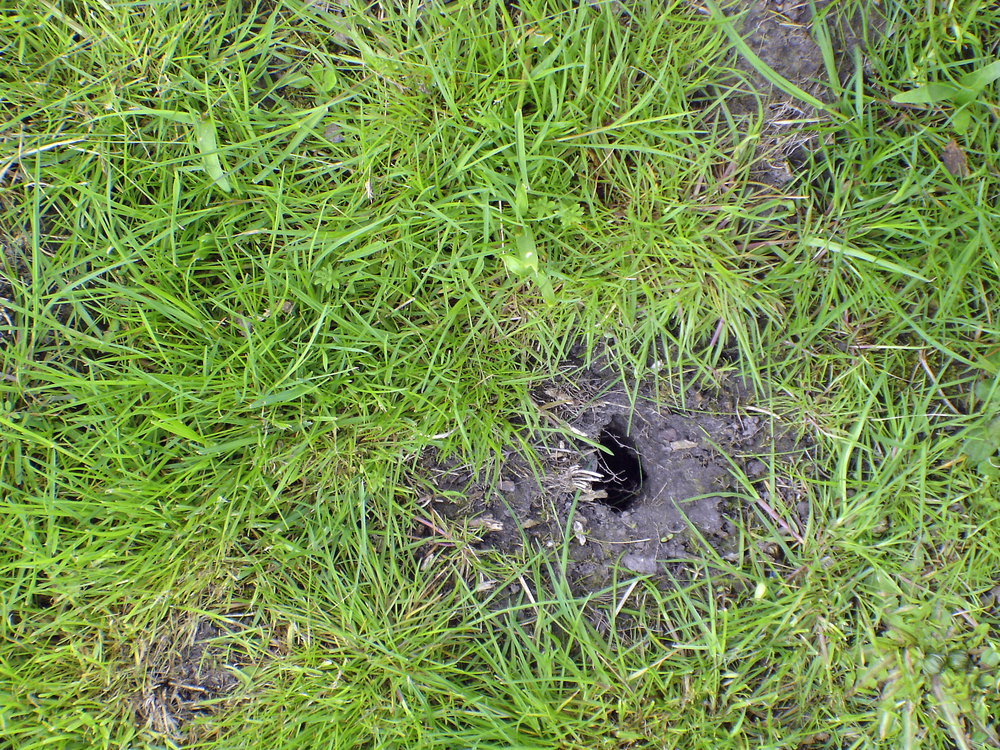 Diera v pôde ako vstup do chodbičky hraboša trik na hraboše