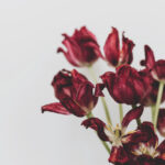 Vädnúce červené tulipány s opadávajúcimi lupienkami ako príklad problému vädnutie tulipánov