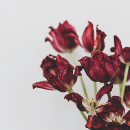 Vädnúce červené tulipány s opadávajúcimi lupienkami ako príklad problému vädnutie tulipánov