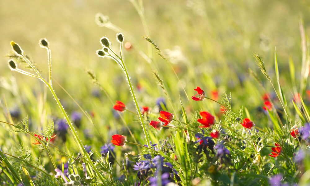 Voľná výsadba lúčnych kvetov v záhrade s červenými makmi, fialovými kvetmi a prirodzenou zeleňou