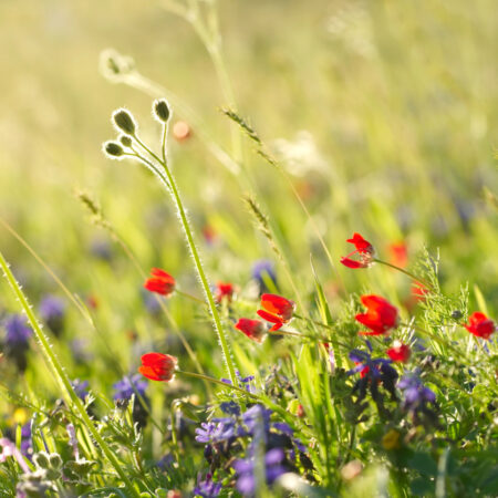 Voľná výsadba lúčnych kvetov v záhrade s červenými makmi, fialovými kvetmi a prirodzenou zeleňou